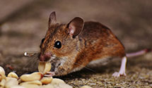 24 Hour & Emergency Exterminators in Wyalusing, PA